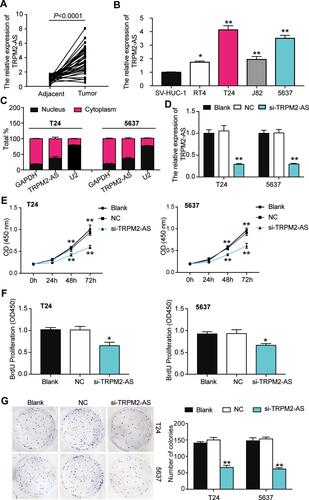 Figure 2 The inhibitory effect of si-TRPM2-AS on the proliferation of bladder cancer was confirmed. (A) The expression of TRPM2-AS was increased in BLCA tissues compared with normal adjacent tissues. N=38, Student’s t-test. (B) The expression of TRPM2-AS was higher in four BLCA cell lines (RT4, T24, J82 and 5637) than that in normal urothelial epithelial cell line SV-HUC-1. *P < 0.05, **P < 0.001 compared with SV-HUC-1 cell, ANOVA. (C) The location of TRPM2-AS was majorly in cytoplasm of T24 and 5637 cells. (D) The transfection effectiveness in T24 and 5637 cell lines after transfecting si-TRPM2-AS, negative control and blank control. **P < 0.001 compared with blank group, ANOVA. (E) CCK-8 assay was used to observe the cell viability in T24 and 5637 cell lines after transfecting si-TRPM2-AS, negative control and blank control at 0, 24, 48, and 72 hours. **P < 0.001 compared with blank group, ANOVA. (F) BrdU assay was used to observe the cell proliferation in T24 and 5637 cell lines after transfecting si-TRPM2-AS, negative control and blank control at 48 hours. *P < 0.05 compared with blank group, ANOVA. (G) Colony formation assay was employed to measure the number of colonies after transfecting si-TRPM2-AS, negative control and blank control. **P < 0.001 compared with blank group, ANOVA.