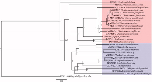 Figure 1. Phylogenetic tree for Tortricidae based on 28 mitogenome sequences of 14 genera with Bayesian Inference (BI) method. The numbers at the nodes mean the Bayesian posterior probability. The scale bar indicates the number of nucleotide substitutions per site in the sequence. GenBank accession numbers of mitogenome sequences are listed before the scientific names of species. The species with red background belong to Tortricinae, and blue belongs to Olethreutinae.