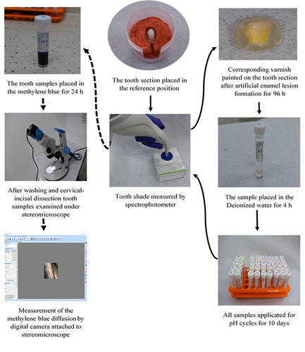 Figure 4 Diagrammatic figure of a photograph illustrating steps of tooth color measurement and methylene blue diffusion test.