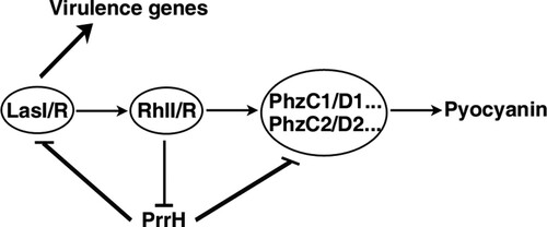 Figure 6. Schematic overview of the RhlI/R-PrrH-LasI/PhzC/PhzD signalling cascade and its implication in P. aeruginosa virulence.