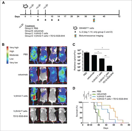 Figure 6. The 7D12-5GS-6H4 bispecific VHH inhibits tumor growth in vivo. Immunodeficient BRGS mice grafted with SW480Gluc cells were treated with PBS (control group; (A), cetuximab (500 µg i.p.; group (B), Vγ9Vδ2-T cells (1*107 i.v.; group (C) or Vγ9Vδ2-T cells and 7D12-5GS-6H4 VHH (1*107and 1 µg, respectively, both i.v.; group (D) at days 1, 4 and 7. IL-2 (10,000 U, i.p.) was administered on days 1, 4, 7, 10, and 14 to the groups receiving Vγ9Vδ2-T cells. A) A schematic overview of the treatment schedule. B and C) Bioluminescence imaging at day 35 of 4 mice per treatment group. B) Heat map indicating the sites and relative level of tumor cell activity in individual mice. Red squares indicate the image field used for quantification analysis. C) Quantified bioluminescence signal measured per mouse expressed as the measured radiance normalized to the number of pixels, time and angle of imaging. Shown are means ± SEM of n = 4 mice per group. p-Values were calculated with a unpaired T-test (* indicates p<0.05). D) Kaplan-Meier analyses of mouse survival, n = 6 mice per group. p-Values were calculated with a Mantel-Cox test (* indicates p<0.05, ** indicates p<0.01 and *** indicates p<0.001). Abbreviations: Gly4Ser (GS).