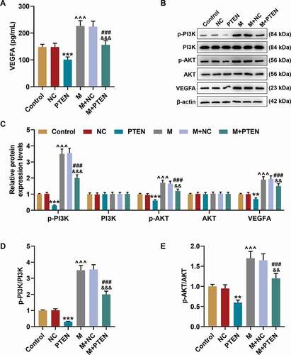 Figure 8. PTEN overexpression overturned the effects of miR-17-5p mimic on the expression of VEGFA and the activation of PTEN-mediated PI3K/AKT pathway. (a) The secretion of VEGFA in EPCs after overexpressing miR-17-5p and PTEN was detected by ELISA. (b-c) The expressions of p-PI3K, PI3K, p-AKT, AKT, and VEGFA in EPCs after overexpressing miR-17-5p and PTEN were detected by Western blot. β-actin was used as an internal control. (d-e) The ratios of p-PI3K to PI3K (d) and p-AKT to AKT (e) were calculated based on the data of Western blot. (***P < 0.001, vs. NC; ^^^P < 0.001, vs. Control; ###P < 0.001, vs. PTEN; &&&P < 0.001, vs. M+ NC) (EPCs: endothelial progenitor cells, M: miR-17-5p mimic, NC; negative control)