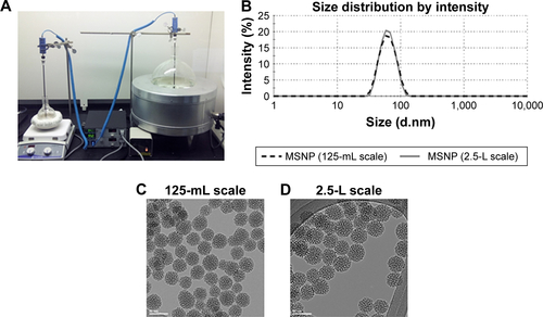 Figure S4 Scalability of nanoparticle synthesis.Notes: (A) Synthesis setup for MSNP sol–gel synthesis. Regular scale synthesis (125-mL scale, left), scale-up synthesis (2.5-L scale, right). (B) Hydrodynamic core size of MSNPs. Both scales yielded MSNP with a hydrodynamic size of 60 nm, PDI 0.06. (C) TEM images of MSNPs synthesized at a 125-mL scale. (D) TEM images of MSNPs synthesized at a 2.5-L scale. Scale bar =50 nm.Abbreviation: MSNP, mesoporous silica nanoparticles.