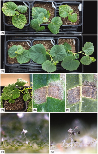 Figure 4. Pathogenicity assay of Pseudoperonospora cubensis isolate D826A on oriental pickling melon (Cucumis melo var. conomon). (A) Oriental pickling melon plants a week after inoculation; (B) Uninoculated plants a week after inoculation; (C–E) Vein-limited spots above (C and D) and below (E) an infected leaf; (F and G) Sporangiophores emerging from stomata, with immature sporangia without melanin pigment (F) and mature sporangia with melanin pigment (G).