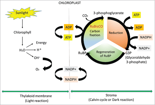 Figure 1. Oversimplified schematic representation of the photosynthesis process (light reaction and Calvin cycle) that also shows a central role of RuBisCo in carbon fixation.