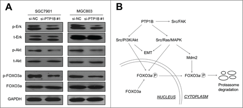Figure 6. PTP1B acts as a potential oncogene by activating major signaling pathways. (A) Cells transfected with si-PTP1B #1 or si-NC were lysed and lysates were subjected to protein gel blot assays. The antibodies against phospho-Erk (p-Erk), total Erk (t-Erk), phospho-Akt (p-Akt) and total Akt (t-Akt) were used to determine the effect of PTP1B downregulation on the activities of the MAPK and PI3K/Akt pathways. The antibodies against FOXO3a and phosphorylated FOXO3a (p-FOXO3a) were used to test the effect of knocking down PTP1B expression on the transcriptional activity of FOXO3a. GAPDH was used as a loading control. (B) Schematic model of molecular mechanisms underlying oncogenic role of PTP1B in gastric cancer. PTP1B overexpression or amplification in gastric cancer cells increases Src activity by reducing phosphorylation at tyrosine 530 of Src and sequentially activates Src-related signaling pathways, such as Src/FAK, Src/Ras/MAPK and Src/PI3K/Akt. Moreover, knocking down PTP1B expression inhibits phosphorylation of FOXO3a, nuclear-cytoplasmic translocation and proteasome degradation through blockade of the MAPK and PI3K/Akt pathways, further contributing to the enhancement of FOXO3a transcriptional activity in gastric cancer cells. Taken together, PTP1B overexpression or amplification promotes gastric cancer cell growth and invasiveness through activating Src-related signaling pathways, ultimately contributing to poor prognosis of gastric cancer patients.