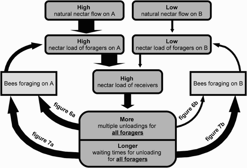 Figure 12. Scheme of the flow of information about the environmental situation between two groups of foragers via the nectar unloading mechanism. Under conditions of the coexistence of a source with high nectar flow and a source of low nectar flow, the resulting high loads of the nectar receivers lead to a high waiting time experienced by both the foragers returning from the source with the high nectar flow, and the foragers returning from the source with the low nectar flow. The arrows in the diagram symbolise causal influences.