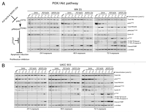 Figure 4. PCP-SeCN and B(PCP)-2Se but not SAHA inhibited the PI3K signaling pathway in melanoma cells to trigger apoptosis. WM35 (A) and UACC 903 (B) cells were treated with increasing concentrations of SAHA, PCP-SeCN and B(PCP)-2Se for 24–72 h and cell lysates analyzed to determine the expression as well as activity of Akt signaling proteins. PCP-SeCN and B(PCP)-2Se but not SAHA increased levels of cleaved caspase-3/7 and PARP levels mediated by decreased pAkt signaling resulting in reduced cyclin D1 and increased p21 levels. α-enolase served as a control for equal protein loading.