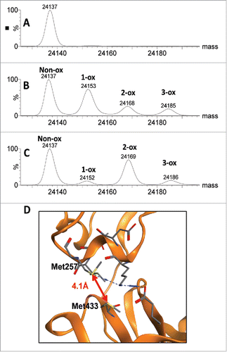 Figure 8. Comparison of scFc methionine oxidation induced by chemical and photo stress. Deconvoluted mass spectra for the scFc subunit of mAb-A are presented for the unstressed control (A), peracetic acid stressed sample (B) and photo stressed sample (C). Structural model of the CH2:CH3 interface showing close proximity of HC Met257 and HC Met433 in mAb-A (D).