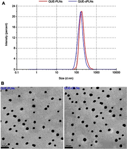 Figure 2 Characterization of QUE-PLNs and QUE-cPLNs.Note: Particle size distribution (A) and TEM micromorphology (B).Abbreviations: QUE, quercetin; PLNs, polymer-lipid hybrid nanoparticles; cPLNs, cholate-modified polymer–lipid hybrid nanoparticles.