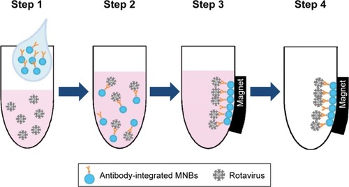 Figure 2 Schematic representation showing the capture of rotavirus using antibody-integrated MNBs.Notes: Antibody-integrated MNBs (10 µL) were washed twice with PBS. The rotavirus-infected cell lysate (10 µL) was diluted with 500 µL of PBS and used as rotavirus suspension (Step 1). The suspension was then incubated with the MNBs for 5 minutes at room temperature (Step 2). Tubes containing the MNBs were placed in a magnetic field (Step 3). The beads were then subjected to magnetic separation, and the supernatant removed (Step 4). The beads were washed three times with PBS and resuspended in 10 µL PBS for further analysis. Steps 1–4 produced a bead fraction (BD) (10 µL antibody-integrated MNBs following incubation with PBS-diluted rotavirus-infected cell lysate), and a supernatant fraction (SP) (10 µL supernatant; following incubation and washing).Abbreviation: MNBs, magnetic nanobeads.