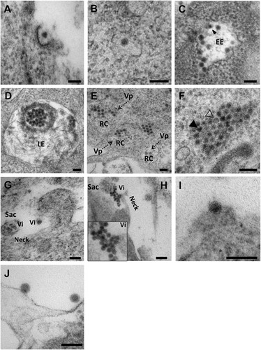 Fig. 4 Uptake, replication, and egress of ZIKV from inside the cells.(a) ZIKV particle cell entry. Note the thickening of the membrane and formation of a clathrin-coated pit. (b) A ZIKV particle enters the host cell via formation of a clathrin-coated vesicle. (c) The ZIKV particles (arrow heads) are leaving early endosomal (EE) vacuoles. (d) A late endosome (multivesicular body [MVB]) with assembled virus particles. (e) Replication centers (RC) inside vesicles wrapped in packets (Vp, black dashed arrows). (f) ZIKV paracrystalline array in the ER lumen. Note incompletely assembled particles (partial or empty: empty arrowhead) next to mature particles (solid arrowhead). (g) An MVB sac containing vesicles about to be abscised from the neck of the cytoplasmic membrane. (h) Virions (Vi) egressing from the MVB sac. Inset shows virons at high magnification. (I) Mature virus particle budding from the cytoplasmic membrane. (j) Released virus particles in the extracellular space. Scale bar, 100 nm