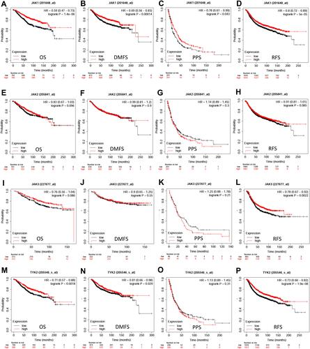 Figure 2 Survival curves of OS (A, E, I, M), DMFS (B, F, J, N), PPS (C, G, K, O), and RFS (D, H, L, P) for the expression of JAKs in patients with breast cancer.