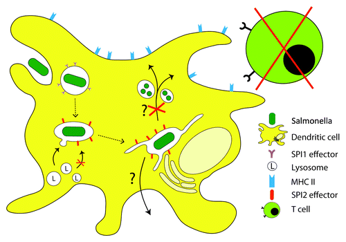 Figure 3. Manipulation of DC functions by intracellular Salmonella. Upon internalization into DCs, Salmonella remains in a membrane-bound compartment or SCV. The subsequent events of SCV biogenesis in DCs are not fully understood; however, fusion of lysosomal compartments with the SCV and killing of the bacterial is delayed or blocked. By functions of SPI2-T3SS effector proteins, intracellular Salmonella interferes with antigen processing and presentation. This in turn leads to a reduced stimulation of T cells and adaptive immune defense against Salmonella. Bacterial manipulation of DC function is an important factor for system spread and persistence of Salmonella. The exact mechanisms for the inhibition of Ag presentation, possible bacterial escape from the DCs, and the subsequent dissemination remain to be elucidated.