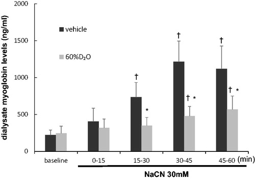 Figure 6. Dialysate myoglobin levels as affected with time during the 60 min local administration of sodium cyanide (30 mM NaCN) in the vehicle group and 60%D2O group (n = 8 each). Exposure to 60%D2O suppressed the release of dialysate myoglobin induced by NaCN. Values are mean ± standard error. *p < .05 vs. vehicle. †p < .05 vs. baseline. NaCN: sodium cyanide.