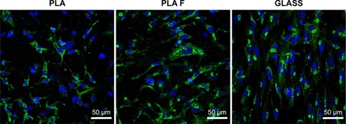 Figure 11 Immunofluorescence staining of total type I collagen (green) in human dermal fibroblasts on day 14 after cell seeding on nonmodified PLA membranes or on PLA membranes with a fibrin nanocoating (F).Notes: The cells were cultivated in the standard cell culture medium. Microscopic glass coverslips (GLASS) served as a control material. Cell nucleus stained with Hoechst #33342 (blue). Leica TCS SPE DM2500 confocal microscope, obj 40×/1.15 NA oil.Abbreviations: PLA, polylactide; obj, objective; NA, numerical aperture.