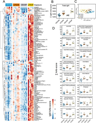 Figure 9. Intraperitoneal (IP) LPS exposure triggers more robust IgM AAb responses in plasma than intranasal (IN) LPS treatment. (A) AAb heat maps constructed as detailed in Figure 7 legend. (B) IP and in LPS exposure increased total IgM levels in the plasma. (C) PCA of differentially expressed IgM AAbs in the plasma of VEH and LPS-exposed mice for both routes of exposure. Ellipses illustrate 95% confidence intervals. (D) Both IP and in LPS exposure led to increases in various classes of AAbs in the plasma compared to their respective VEH control mice. Letters: a, significantly different from VEH control within the same route of exposure (p < 0.05); b, significantly different from LPS/IP group (p < 0.05).