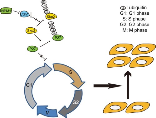 Figure 7 The schematic representation of how NPM1 promotes proliferation in breast cancer.Notes: NPM1 upregulates CDH1 levels, which accelerate Skp2 degradation, thereby mediating the ubiquitination of p27kip1, and then induce the proliferation in breast cancer.