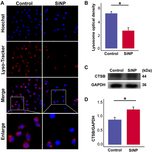 Figure 4 SiNP induces lysosome rupture and release of CTSB. RAW-ASC cells were pretreated with LPS for 6 h and then exposed to SiNP for 4 h. (A) Lysosomes were visualized by the Lyso-Tracker Red method. (B) Quantitative analysis and comparison of fluorescence intensity of lysosomes between groups. (C) Expression of CTSB in RAW-ASC cells. (D) Quantitative analysis and comparison of CTSB, which was quantified by normalizing to GAPDH. N=3. *P < 0.05.