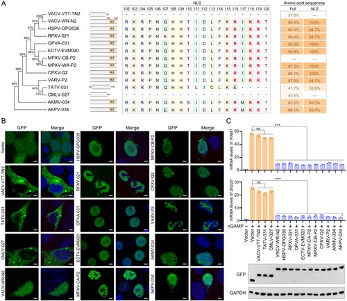 Figure 2. OPXV P2 protein orthologues with partial or complete loss of NLS lose the ability to translocate into the nucleus and to inhibit host innate immunity. (A) Neighbour-joining phylogenetic tree based on the MPXV P2 full length aa sequence and constructed using MEGA 6.0 with bootstrap value set to 1000 (left). The NLS aa sequence alignments of P2 orthologues in OPXVs by DNAMAN software (middle). The aa sequence homology of OPXVs compared with MPXV-CB-P2 (right). (B) The localization of P2 orthologues were determined by immunofluorescence microscopy in HEK293 T cells transfected with GFP-tagged P2 orthologue or GFP-Vector plasmid for 24 h. The nuclei were stained with DAPI. Scale bar: 3 µm. (C) mRNA levels of IFNB1 and ISG20 were determined by RT-q-PCR in HeLa cells transfected with GFP-tagged P2 orthologue or GFP-Vector plasmid for 24 h, and then stimulated with cGAMP for 6 h. Immunoblot analysis of the expression of P2 orthologues were shown under the bar chart. Data are shown as mean ± SD. ***P < 0.001 (One-way ANOVA followed by Dunnett’s test).