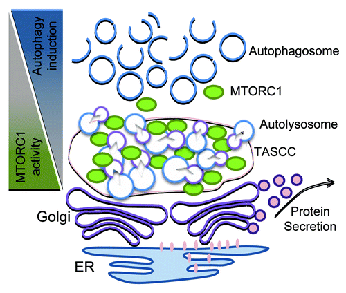 Figure 2. Spatial regulation of MTORC1 and autophagy in podocytes. The proposed functions of the TASCC-like structure in podocytes is depicted. The formation of the TASCC-like structure in podocytes may provide a unique environment producing specific secretory proteins. In the TASCC-like structure, the enriched autolysosomes and lysosomes generate cellular amino acids that may further recruit MTORC1 into the TASCC-like structure via RRAG GTPases. This process creates mutually reciprocal gradients for MTORC1 and autophagic activity within a podocyte, and may allow the cells to convert unnecessary proteins into the special ones that are crucial for keeping or transforming their phenotypes.