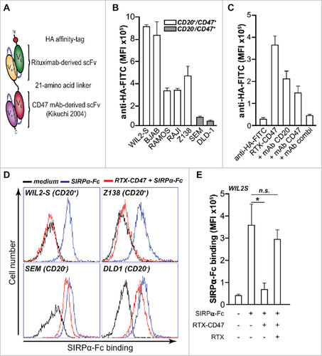 Figure 1. CD20-directed blocking of CD47-SIRPα interaction by RTX-CD47 (A) Schematic representation of RTX-CD47 comprising a CD20-targeting scFv derived from rituximab genetically fused to a CD47-blocking scFv and lacking an Fc domain. (B) RTX-CD47 selectively binds to CD20posCD47pos cell lines and not to CD20negCD47pos cell lines. Binding of RTX-CD47 to the cells was determined by flow cytometry using an HA tag antibody. (C) RTX-CD47 binding to Ramos CD20pos/CD47pos cells in the presence or absence of CD20-blocking antibody RTX (5 μg/mL) and/or CD47-blocking antibody B6H12 (5 μg/mL). Binding of RTX-CD47 could only be blocked by simultaneously adding excess amounts of CD20- and CD47-competing MAbs. (D) SIRPα-Fc binding to CD47 was blocked by RTX-CD47 on CD20/CD47 double positive cells (WIL2S and Z138) and not on CD20negCD47pos (SEM and DLD1). Binding of SIRPα-Fc to the cell surface of the cells was determined by flow cytometry using human recombinant SIRPα-Fc (5μg/ml) followed by staining with mouse anti-SIRPα and Alexa Fluor 488-conjugated goat anti-mouse IgG. (E) Bar graph displaying the MFI of the SIRPα-Fc binding as in (D), with the addition of a condition in which SIRPα-Fc binding was restored by an excess of the CD20-competing antibody rituximab (5 μg/ml) prior to RTX-CD47 binding on CD20pos/CD47pos WIL2S tumor cells.