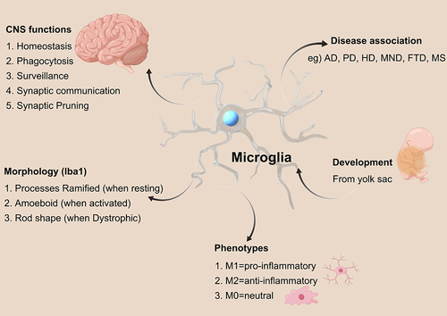 Figure 2 Microglia Function and Communication (Microglia play essential roles in the CNS, such as synaptic pruning, synaptogenesis, axon fasciculation, neurite formation, programmed cell death, astrocyte activation and proliferation, and oligodendrocyte differentiation and myelogenesis).