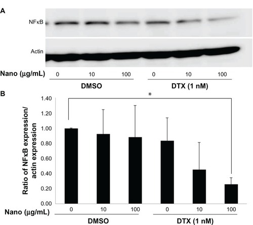 Figure 9 Effects of MgNPs-Fe3O4 in the absence or presence of DTX on NFκB expression in DU145 cells. (A) Western blot analysis. (B) Densitometric analysis of NFkB/actin expression ratio.Notes: Cells were treated for 48 hours. The ratio of NFκB expression/actin expression represents the mean ± SD of three independent experiments. Results show that NFkB expression decreased in DU145 cells treated with 100 μg/mL of MgNPs-Fe3O4 with 1 nM of DTX compared to untreated cells (*P < 0.05).Abbreviations: MgNPs-Fe3O4, Fe3O4 magnetic nanoparticles; DMSO, dimethyl sulfoxide; DTX, docetaxel; NFκB, nuclear factor κB; SD, standard deviation.