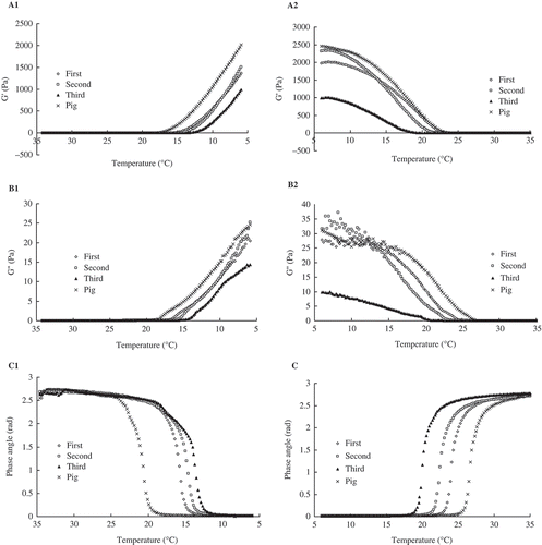FIGURE 10 Evolution of viscoelastic properties during cooling from 35 to 6°C (1) and heating from 6 to 35°C (2) of 66.7 g L−1 gelatin solutions. (A) the elastic modulus (G’, Pa); (B) the viscosity modulus (G”, Pa); (C) the phase angle (rad).
