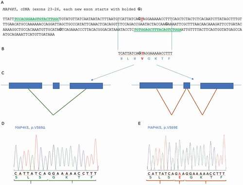 Figure 4. Developing Sanger sequencing of two MAP4K5 isoforms