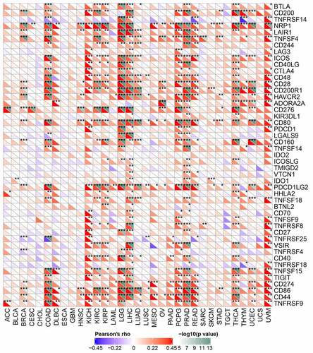 Figure 5. Relationships between Rap1b expression and immune checkpoint gene. The lower triangle of each tile represents the coefficient calculated by Pearson correlation test, and the upper triangle represents the P-value after log10 transformation. *P < 0.05; **P < 0.01; ***P < 0.001