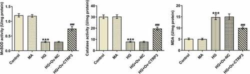 Figure 3. CTRP3 ameliorates HG-mediated oxidative stress of HRPs. Activities of MnSOD, CAT and MDA were measured by kits. ***P < 0.001 vs. MA. ###P < 0.001 vs. HG+Ov-NC. CTRP3, C1q/tumor necrosis factor-related protein-3. HG, high glucose. MA, mannitol. MnSOD, manganese. CAT, catalase. MDA, malonedialdehyde.