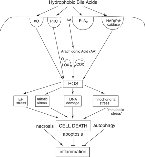 Figure 2 Schematic diagram indicating some of the hydrophobic bile acid (HBA)-induced signaling pathways that begin with the activation of surface enzymes, the subsequent generation of ROS, and the resultant stresses/damages that, if excessive, result in cell death. The most well documented deleterious effects of HBAs in colon cells are DNA damage, mitochondrial stress and ER stress. DNA damage results in the activation of mitotic checkpoint proteins leading to growth arrest. Mitochondrial damage results in the activation of caspases and the cleavage of multiple substrates in the cell. ER stress activates several pro-apoptotic molecules that result in cell death. Repair processes responsive to DNA damage, mitochondrial stress and ER stress can deplete the energy reserves of the cell, resulting in “metabolic stress”. Too much stress on the cell results in cell death through mechanisms that involve apoptosis, necrosis, and/or autophagy. HBA-induced mitotic stress can lead to abnormal cell division. Excessive mitotic stress may lead to mitotic catastrophe and cell death, although the details of this mode of cell death have not been well described. Necrotic cells induced by HBA may, especially, elicit an inflammatory response in vivo, and this could explain, in part, the induction of colitis by chronic feeding of HBA in mouse models. See text for details.