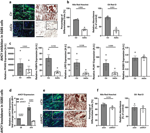 Figure 3. AHCY inhibition and knockdown reduces adipocyte differentiation capacity in SGBS cells. (a) Representative pictures after Nile Red/Hoechst (scale bar = 200 µM) and Oil Red O (scale bar = 500 µM) staining of cells on day 10 of differentiation indicate reduced differentiation rate in AdOx treated cells, as compared to control cells (Ctr) (representative area of picture enlarged in upper right corner). (b) Evaluation of Nile Red/Hoechst double staining and Oil Red O absorbance measurement on day 10 confirm that number of differentiated cells and overall differentiation capacity of SGBS cells treated with AdOx is reduced. (c) Inhibition of AHCY leads to decreased expression of adipogenic differentiation markers PPARG, FABP4, LIPE and PLIN1while there is no significant difference in the expression of reference gene SH2B1. (d) Confirmation of AHCY knockdown on day 0 and 10 of the differentiation process in SGBS cells treated with AHCY-specific siRNA (siAHCY) compared to a non-target control siRNA (siCtr) by q-PCR analysis. (e) AHCY knockdown results in slightly reduced differentiation capacity as indicated by representative pictures after Nile Red/Hoechst (scale bar = 200 µM) and Oil Red O (scale bar = 500 µM) staining of cells on day 10. (f) Percentage of differentiated cells after AHCY knockdown is significantly reduced whereas Oil Red O measurement shows a moderate tendency towards a reduced differentiation rate of siAHCY cells. Unless stated otherwise, statistical differences were calculated using Student’s t-test. Results were considered statistically significant when p < 0.05 and are indicated above bar plots. Data are presented in bar plots with mean ± SEM from n = 3-4 independent experiments with 2-3 technical replicates each.