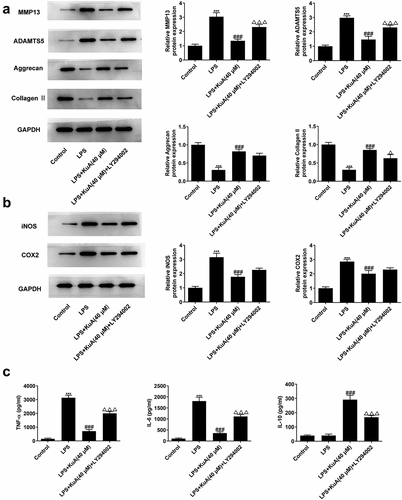 Figure 6. Inhibition of the P13 K/Akt pathway reverses the attenuation of ECM and inflammation by KuA in LPS-induced NPCs.