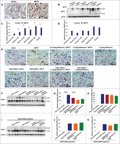 Figure 7. MPTP induced SNCA aggregation in monkey and mouse brain. MPTP increased SNCA aggregation in the monkey brain tissues, assessed by immunohistochemical staining, followed by hematoxylin counterstaining (A) and western blot assay (B–D). Mice with chronic MPTP administration (30 mg/kg once daily) showed an increased aggregation of SNCA in the SNc (E) and striatum (F). Pretreatment with 5 mg/kg melatonin or knockdown of CDK5 inhibited the SNCA aggregation induced by MPTP in mouse SNc (E) and striatum (F–H) compared to the control group. MPTP and melatonin had no effect on the SNCA aggregation in the presence of Cdk5 siRNA (E, I–K). *, P < 0.05; ****, P < 0.0001; one-way ANOVA with the Tukey post-hoc test. Bars represent mean ±SEM.