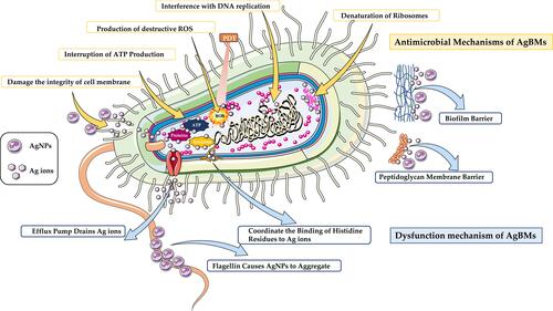Figure 2 Antimicrobial and Dysfunction Mechanisms of AgBMs. Antimicrobial mechanisms of AgBMs (yellow frame) include destruction of the cell wall and cytoplasmic membrane, interruption of ATP production, production of destructive chemicals, interference with DNA replication and denaturation of ribosomes. The dysfunction mechanisms of AgBMs (blue frame) include efflux pump draining Ag+, flagellin aggregating AgNPs, coordinating the binding of histidine residues to Ag+, peptidoglycan membrane barrier, and biofilm barrier.