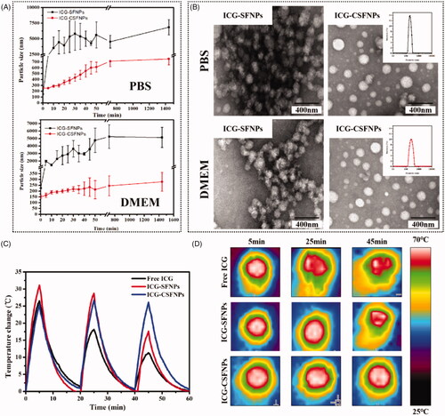 Figure 2. Stability of ICG-CSFNPs: (A) Particle size changes of ICG-CSFNPs and ICG-SFNPs in pH7.4 PBS or DMEM; (B) TEM of ICG-SFNPs and ICG-CSFNPs in pH7.4 PBS or DMEM after 50 min of incubation at 37 °C; (C) temperature changes of ICG-CSFNPs after the repeated NIR (808 nm, 1 W/cm2, 5 min on, 15 min off); and (D) thermal image of free ICG solution, ICG-SFNPs and ICG-CSFNPs after irradiation.
