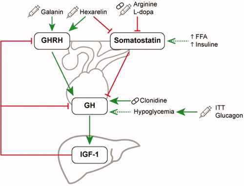 Figure 1. Schematic representation of the hypothalamic-pituitary-somatotropic axis and the effect of several GH secretagogues used in GH stimulation tests. GH secretagogues can be administered orally (indicated by the tablet icon), intramuscularly, or intravenously (indicated by the syringe icon). Clonidine and hypoglycemia, either introduced by insulin in the ITT or by glucagon administration, directly stimulate pituitary secretion of GH. Beta-adrenergic receptor agonists such as arginine and L-dopa exert their GH stimulating effect by lowering the chronic inhibitory somatostatinergic tone. At the hypothalamic level, the neuropeptide galanin stimulates the release of GHRH. The synthetic growth hormone-releasing peptide hexarelin is a ligand for the growth hormone secretagogue receptor that stimulates the production of GHRH and inhibits the release of somatostatin [Citation5]. GHRH: growth hormone-releasing hormone; GH: growth hormone; IGF-1: insulin-like growth factor-1; ITT: insulin tolerance test.