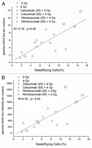 Figure 4. Correlation between dead/dying cells and DNA damage measured by γ-H2AX foci (A) γ-H2AX foci number per nucleus. (B) γ-H2AX foci intensity per nucleus.