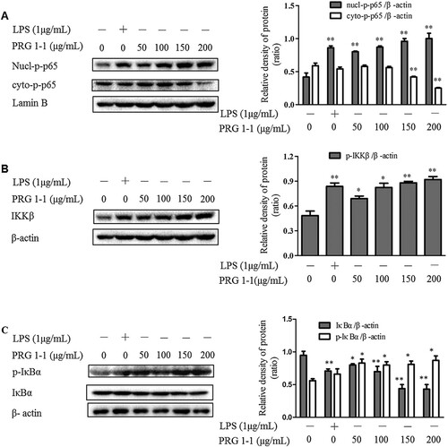 Figure 5. PRG1-1 activates the NF-κB pathway in RAW264.7 macrophage cells. Cells were stimulated with PRG1-1 (0, 50, 100, 150 and 200 μg/mL) or with LPS (1 μg/mL). Protein levels of nucl-phospho-p65, cyto-phospho-p65 (A), IKKβ (B), phospho-IκBα, and IκBα (C) were determined by Western blot analysis. LPS was used as the positive control. Values are presented as means ± SEM (n = 3). Analyses were performed using a one-way ANOVA. *p < 0.05, **p < 0.01 compared to untreated control.