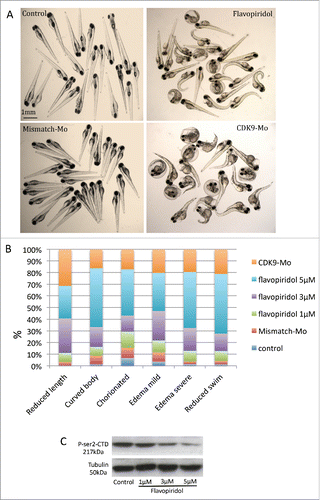 Figure 2. Analysis of zebrafish embryo phenotype following exposure to flavopiridol or morpholino injection. (A) Zebrafish embryos at 72 hpf continuously exposed to flavopiridol in the range 1–5µM from 24 hpf up to 120 hpf (at least n = 100 per group), or injected with morpholino 0.2ng/embryo (at least n = 100 per group). (B) Stacked column chart showing phenotypic traits observed following CDK9 inhibition. (C) Flavopiridol dose-dependent inhibition of CDK9 activity. Western blotting for Phospho Serine2 in the Carboxy-Terminal Domain (P-Ser2-CTD) of the RNA pol II. Serine 2 in this complex is phosphorylated by CDK9 when this is active. Tubulin was used as loading control.
