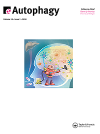 Cover image for Autophagy, Volume 16, Issue 1, 2020