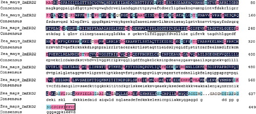 Figure 2. Deduced sequence alignment of ZmERD2 and homologous proteins of other eukaryotes. Underlined residues are three conserved signature motifs of eukaryotes: DLGTTYS, IFDLGGGTFDVSLL and VVLVGGSTRIPRVQQ; the C-terminus cytosolic Hsp70-specific motif (EEVD) is boxed.