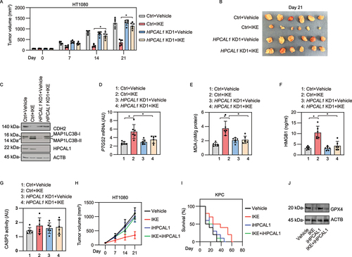 Figure 6. HPCAL1 mediates anticancer activity of IKE in vivo. (a) Athymic nude mice were injected subcutaneously with the indicated HPCAL1-knockdown (HPCAL1 KD1) or control HT-1080 cells for 7 days and then treated with IKE (40 mg/kg, i.p., once every other day) at day 7 for 2 weeks. Tumor volumes were calculated weekly (n = 6 mice/group; *P < 0.05; two-way ANOVA with Tukey’s multiple comparisons test; data are presented as mean ± SD). (b) Photographs of isolated tumors at day 14 after treatment. (c-g) The levels of the indicated protein (c), PTGS2 mRNA (d), MDA (e), serum HMGB1 (f), and CASP3 activity (g) in isolated tumors at day 14 after treatment were assayed (n = 6 mice/group; *P < 0.05; two-way ANOVA with Tukey’s multiple comparisons test; data are presented as mean ± SD). (h) Athymic nude mice were injected subcutaneously with HT-1080 cells for 7 days and then given treatment with IKE (40 mg/kg, i.p., once every other day) in the absence or presence of iHPCAL1 (10 mg/kg, once every other day) at day 7 for 2 weeks. Tumor volumes were calculated weekly (n = 6 mice/group; *P < 0.05; two-way ANOVA with Tukey’s multiple comparisons test; data are presented as mean ± SD). (i) C57BL/6 J mice were surgically implanted with 5 × 105 KPC cells into the tail of the pancreas. Three days after implantation, mice were randomly allocated into groups and then treated with IKE (40 mg/kg, i.p., once every other day) in the absence or presence of iHPCAL1 (10 mg/kg, once every other day) for 4 weeks. Animal survival was monitored every week. (j) Western blot analysis of GPX4 expression in isolated tumors from the HT-1080 xenograft model.