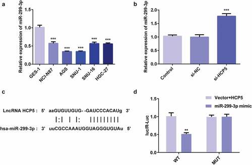 Figure 4. LncRNA HCP5 silencing leads to increase in miR-299-3p expression. (a,b) The relative expression of miR-299-3p was detected by RT-qPCR. (c) 3ʹ-UTR regions of HCP5 is partially complementary to miR-299-3p. (d) The relative luciferase activities in AGS cells transfected with wild-type (WT) or mutated (MUT) HCP5 reporter plasmids and miR-299-3p mimics or vector. Error bars represent the mean ± SEM from three independent experiments. **P< 0.01, ***P< 0.001 vs. Control