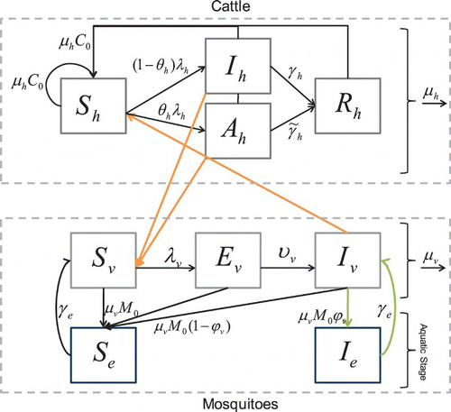 Figure 2. Susceptible cattle, Sh, can be infected when they are bitten by infectious mosquitoes. Infected cattle either become infectious and sick, Ih, or asymptomatic carriers Ah (with a lower infectivity to mosquitoes). They then recover with a constant per capita recovery rate to enter the recovered, Rh, class. Susceptible mosquitoes, Sv, can become infected when they bite infectious cattle. The infected mosquitoes then move through the exposed, Ev, and infectious, Iv, classes. Birth and death of the population are shown in the figure as well. The aquatic stage of mosquitoes is included explicitly, where some eggs laid by infectious mosquitoes, Iv, are infected, Ie, and all other eggs are susceptible, Se.