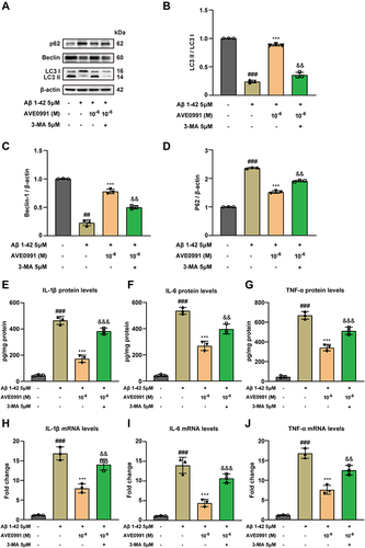 Figure 6 AVE 0991 suppresses Aβ-induced inflammatory responses by activating astrocyte autophagy. (A) The protein expressions of LC3, Beclin-1 and P62 in Aβ-induced astrocytes treated with AVE 0991 with or without 3-MA were evaluated by Western blot analysis. β-actin was used as the loading control (n = 3). Quantitative analysis of LC3 (B), Beclin-1 (C) and P62 (D) protein levels was shown as bar chart (n = 3). The protein expressions of IL-1β (E), IL-6 (F) and TNF-α (G) in Aβ-induced astrocytes treated with AVE 0991 with or without 3-MA were measured by ELISA assay (n = 3). The mRNA expressions of IL-1β (H), IL-6 (I) and TNF-α (J) in Aβ-induced astrocytes treated with AVE 0991 with or without 3-MA were detected by qRT-PCR (n = 3). All data are presented as mean ± SEM. ##P < 0.01 and ###P < 0.001 vs untreated astrocytes; ***P < 0.001 vs Aβ-treated astrocytes; &&P < 0.01 and &&&P < 0.001 vs Aβ-treated astrocytes treated with AVE 0991 (1x10−6 M).