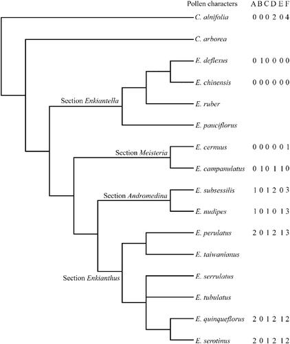 Figure 5 Palynological data incorporated on phylogenetic tree ofEnkianthus by Anderberg Citation(1994); C. – Clethra; E. – Enkianthus. For character states see Table III.