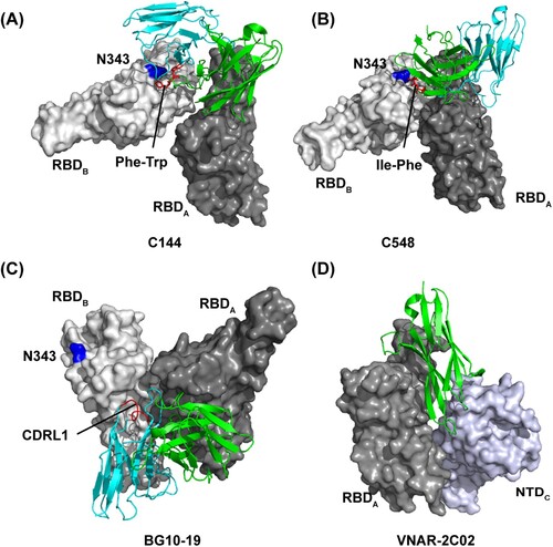 Figure 4. Distinct binding modes of the antibody-S complex lock S into “down” prefusion conformation. Close-up view of quaternary epitope of the (A) C144 antibody (PDB:7K90); (B) C548 antibody (PDB: 7R8O); (C) BG10-19 antibody (PDB: 7M6E); and (D) VNAR-2C02 antibody (PDB: 7SPP) involving bridging between adjacent promoters. In (A), (B), and (C), residue N343 in adjacent RBD is indicated as blue, and the antibody critical residues or loop in binding to adjacent RBD are indicated as red.